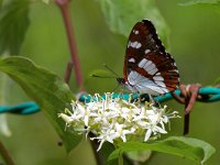 maudoc.com • Limenitis reducta •  IMG_8349.jpg   Limenitis reducta : Farfalla