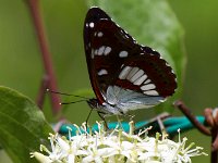 maudoc.com • Limenitis reducta •  IMG_8352.jpg   Limenitis reducta : Farfalla, Limenitis reducta