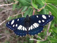 maudoc.com • Limenitis reducta •  IMG_9764.jpg   Limenitis reducta