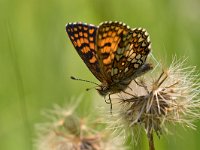 maudoc.com • Melitaea athalia •  IMG_2209.jpg   Melitaea athalia : Boloria titania