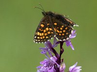 maudoc.com • Melitaea athalia •  IMG_2684.jpg   Meltaea athalia : Melitaea athalia