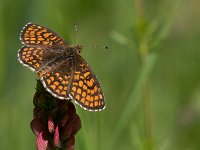 maudoc.com • Melitaea celadussa •  IMG_0349.jpg   Melitaea celadussa : Melitaea celadussa, Farfalla