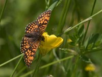 maudoc.com • Melitaea celadussa •  IMG_0603.jpg   Melitaea celadussa : Farfalla