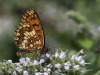 maudoc.com • Melitaea celadussa •  IMG_1279.jpg   Melitaea celadussa