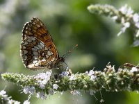 maudoc.com • Melitaea celadussa •  IMG_1330.jpg   Melitaea celadussa