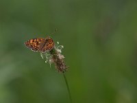 maudoc.com • Melitaea celadussa •  IMG_2278.jpg   Melitaea celadussa : Farfalla, Melitaea celadussa