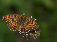 maudoc.com • Melitaea celadussa •  IMG_2281.jpg   Melitaea celadussa : Farfalla, Melitaea celadussa