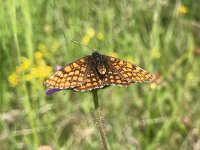 maudoc.com • Melitaea celadussa •  IMG_3826.jpg   Melitaea celadussa : Farfalla, Melitaea nevadensis