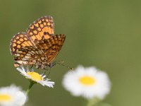 maudoc.com • Melitaea celadussa •  IMG_4086.jpg   Melitaea celadussa : Farfalla, Melitaea nevadensis