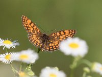 maudoc.com • Melitaea celadussa •  IMG_4090.jpg   Melitaea celadussa : Farfalla, Melitaea nevadensis