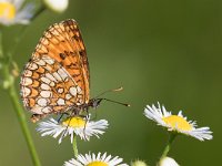 Melitaea celadussa