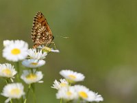 maudoc.com • Melitaea celadussa •  IMG_4291.jpg   Melitaea celadussa