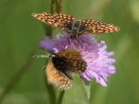 maudoc.com • Melitaea celadussa •  IMG_4295a.jpg   Melitaea celadussa : Farfalla