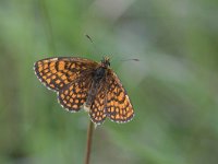 maudoc.com • Melitaea celadussa •  IMG_4448.jpg   Melitaea celadussa : Farfalla