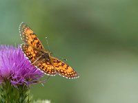 maudoc.com • Melitaea celadussa •  IMG_4460.jpg   Melitaea celadussa