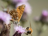 maudoc.com • Melitaea celadussa •  IMG_4799.jpg   Melitaea celadussa : Farfalla