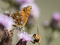 maudoc.com • Melitaea celadussa •  IMG_4799.jpg   Melitaea celadussa : Farfalla
