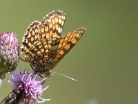 maudoc.com • Melitaea celadussa •  IMG_4849.jpg   Melitaea celadussa : Farfalla