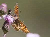 maudoc.com • Melitaea celadussa •  IMG_4857.jpg   Melitaea celadussa : Farfalla