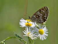 maudoc.com • Melitaea celadussa •  IMG_4878.jpg   Melitaea celadussa : Farfalla, Melitaea celadussa