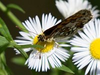 maudoc.com • Melitaea celadussa •  IMG_4879.jpg   Melitaea celadussa : Farfalla