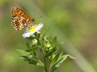 maudoc.com • Melitaea celadussa •  IMG_4894.jpg   Melitaea celadussa : Farfalla, Melitaea celadussa