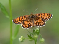 maudoc.com • Melitaea celadussa •  IMG_4971.jpg   Melitaea celadussa : Farfalla, Melitaea celadussa