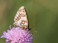 maudoc.com • Melitaea celadussa •  IMG_5240.jpg   Melitaea celadussa : Farfalla, Melitaea celadussa