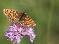 maudoc.com • Melitaea celadussa •  IMG_5244.jpg   Melitaea celadussa : Farfalla, Melitaea celadussa