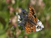 maudoc.com • Melitaea celadussa •  IMG_5523.jpg   Melitaea celadussa : Farfalla, Melitaea athalia