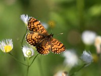 maudoc.com • Melitaea celadussa •  IMG_6080.jpg   Melitaea celadussa : Farfalla, Melitaea celadussa