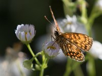 maudoc.com • Melitaea celadussa •  IMG_6087.jpg   Melitaea celadussa : Farfalla, Melitaea celadussa