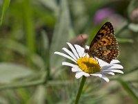 maudoc.com • Melitaea celadussa •  IMG_6412.jpg   Melitaea celadussa : Farfalla, Melitaea nevadensis