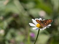 maudoc.com • Melitaea celadussa •  IMG_6416.jpg   Melitaea celadussa : Farfalla, Melitaea nevadensis