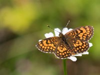 maudoc.com • Melitaea celadussa •  IMG_6428.jpg   Melitaea celadussa : Farfalla, Melitaea nevadensis