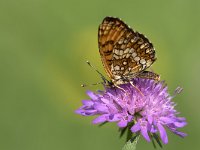 maudoc.com • Melitaea celadussa •  IMG_6473.jpg   Melitaea celadussa : Farfalla, Melitaea celadussa