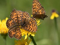 maudoc.com • Melitaea celadussa •  IMG_6534.jpg   Melitaea celadussa : Farfalla, Melitaea celadussa