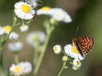 maudoc.com • Melitaea celadussa •  IMG_6727.jpg   Melitaea celadussa : Farfalla, Melitaea nevadensis