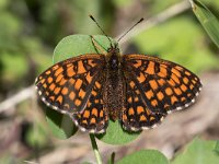 maudoc.com • Melitaea celadussa •  IMG_7555.jpg   Melitaea celadussa : Melitaea nevadensis