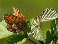 maudoc.com • Melitaea celadussa •  Melitaea_athalia01.jpg   Melitaea celadussa