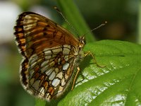 maudoc.com • Melitaea celadussa •  Melitaea_athalia02.jpg   Melitaea celadussa