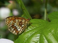 maudoc.com • Melitaea celadussa •  Melitaea_athalia03.jpg   Melitaea celadussa