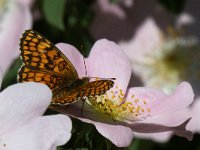 maudoc.com • Melitaea celadussa •  Melitaea_athalia04.jpg   Melitaea celadussa