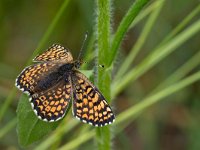 Melitaea cinxia