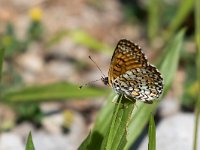 maudoc.com • Melitaea cinxia •  IMG_7836.jpg   Melitaea cinxia : Farfalla, Melitaea cinxia