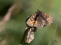 maudoc.com • Melitaea diamina •  IMG_5531.jpg   Meltaea diamina : Farfalla, Melitaea diamina