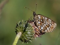 maudoc.com • Melitaea diamina •  IMG_5535.jpg   Meltaea diamina : Farfalla, Melitaea diamina