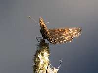 maudoc.com • Melitaea diamina •  IMG_5551.jpg   Meltaea diamina : Farfalla, Melitaea diamina