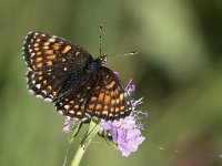 Melitaea diamina