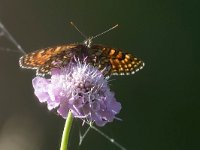 maudoc.com • Melitaea diamina •  IMG_5565.jpg   Meltaea diamina : Farfalla, Melitaea diamina